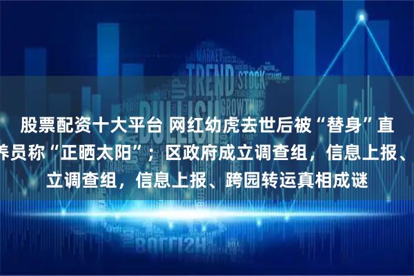 股票配资十大平台 网红幼虎去世后被“替身”直播，死亡7天后饲养员称“正晒太阳”；区政府成立调查组，信息上报、跨园转运真相成谜